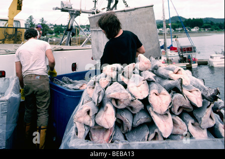 Port Hardy, BC, Isola di Vancouver, British Columbia, Canada, commerciale barca da pesca lo scarico congelati Alaska Merluzzo nero delle catture Foto Stock