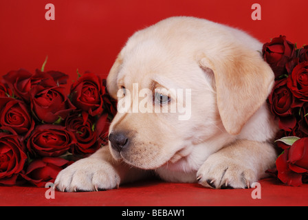 Giallo labrador retriever cucciolo con rose Foto Stock