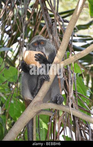 Sykes Monkey Cercopithecus albogularis, o bianco-throated scimmia, Diani Beach Kenya Africa Foto Stock