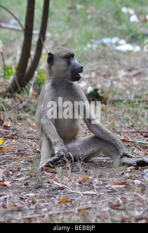 Babbuino giallo (Papio cynocephalus) Diani Beach Kenya Foto Stock