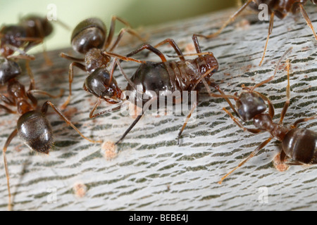 Nero Garden formiche (Lasius niger) mungitura afidi su un albero di quercia (Lachnus roboris) Foto Stock