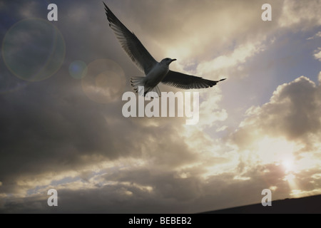 Basso angolo di visione di un gabbiano volare nel cielo nuvoloso Foto Stock
