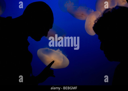 I turisti a guardare jelly fish (Chironex fleckeri) in un acquario, Monterey Bay Aquarium, Monterey, California, Stati Uniti d'America Foto Stock