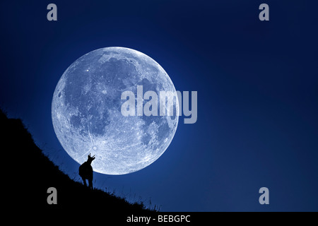 Un panno di pelle di daino' silhouette (Rupicapra rupicapra) su una luna piena dello sfondo. Silhouette de camosci sur fond de pleine lune. Foto Stock