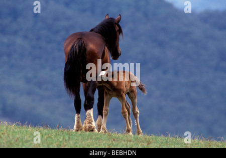 Shire Horse Mare e il puledro Ceders Kangaroo Valley Nuovo Galles del Sud Australia Foto Stock