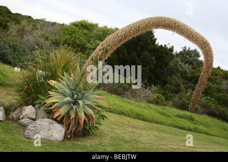 Fioritura collo di cigno Agave attenuata nativo di una pianta messicana, prese a Hermanus, Sud Africa Foto Stock