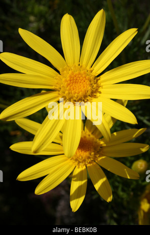 Giallo margherite prese sulla Table Mountain e Cape Town, Sud Africa Foto Stock