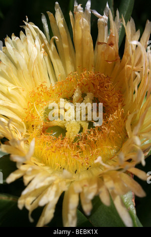 Fiore giallo di Hottentot Fig Carpobrotus edulis presi in Tsitsikamma National Park, Western Cape, Sud Africa Foto Stock