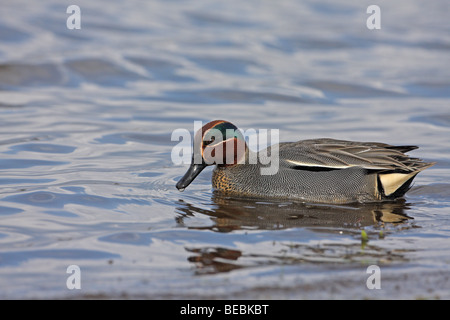 Comune di Teal, Anas crecca, Drake alimentare Foto Stock