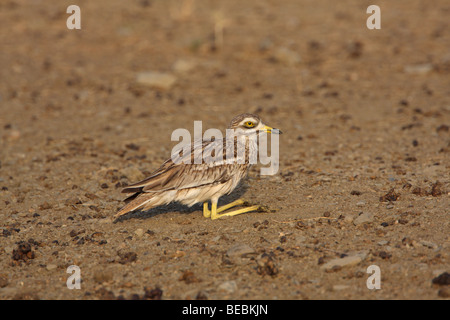 Eurasian thick-ginocchio, Burhinus oedicnemus, seduta Foto Stock