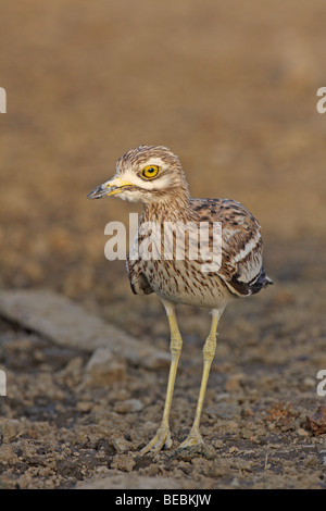 Eurasian thick-ginocchio, Burhinus oedicnemus Foto Stock