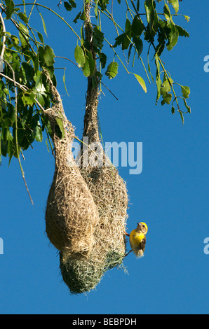 Baya weaver bird e il suo nido Sri Lanka Foto Stock