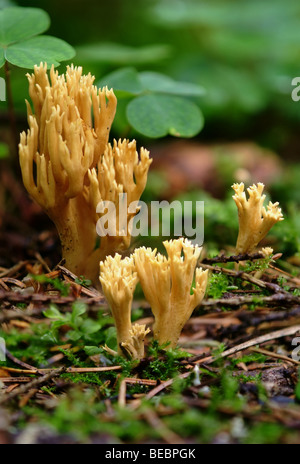 Giallo diapason; Giallo falso corallo; Giallo staghorn fungo (Calocera viscosa) Foto Stock