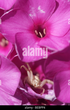 Coldenrod ragno granchio (Misumena vatia) Foto Stock