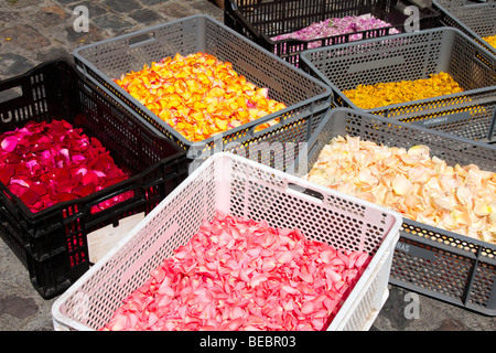 Petali di fiori e i semi utilizzati per rendere le immagini in tappeti floreali presso il Corpus Christi celebrazioni in La Orotava Tenerife Foto Stock