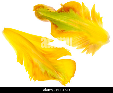 Tulipano giallo petali isolati su sfondo bianco Foto Stock