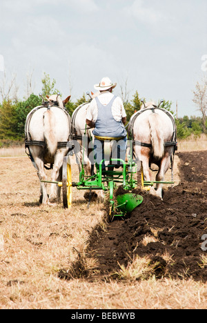 A cavallo dimostrazioni di allevamento durante il giorno Homesteader Harvest Festival al Beaver Creek Area Natura in Sud Dakota. Foto Stock