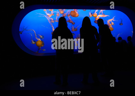 I turisti a guardare jelly fish (Chironex fleckeri) in un acquario, Monterey Bay Aquarium, Monterey, California, Stati Uniti d'America Foto Stock