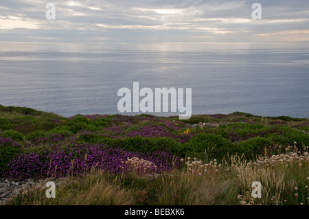 Viola erica e vetro come blu del mare paesaggio di Sant Agnese, Cornwall sotto nuvoloso cielo blu. Foto Stock