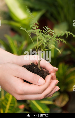 Donna che mantiene un alberello in serra Foto Stock