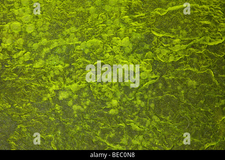 Alghe che crescono sulla superficie di acqua stagnante Foto Stock
