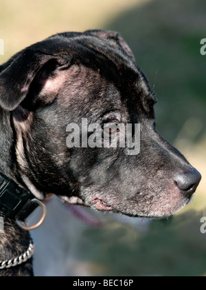 Faccia di un pit bull dog Foto Stock