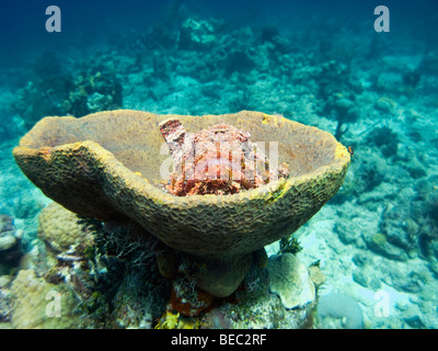 Avvistato scorfani, Scorpaena plumieri, Nassau, Bahamas Foto Stock