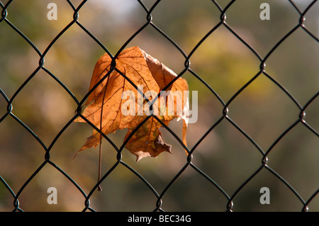 Autunno maple leaf nel recinto di filo Foto Stock