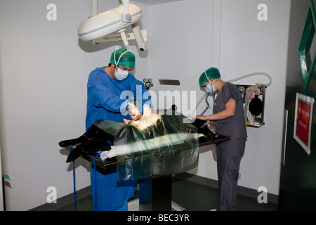 Veterinario operante su un cane in teatro Foto Stock