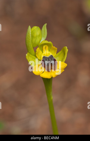 Ophrys giallo (Ophrys lutea subsp. lutea) Foto Stock