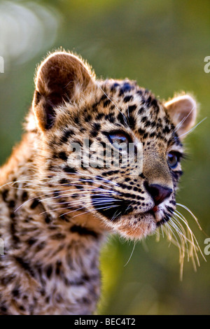 Leopard cub in Ranthambhore riserva della tigre nel nord dello stato indiano del Rajasthan Foto Stock