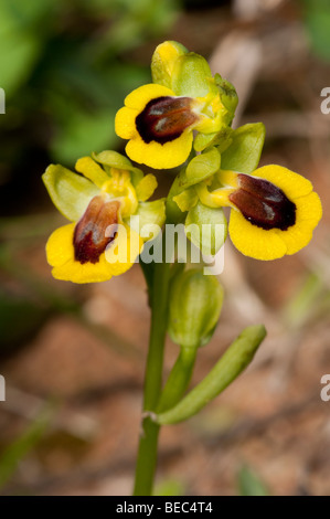 Ophrys giallo (Ophrys lutea subsp. lutea) Foto Stock