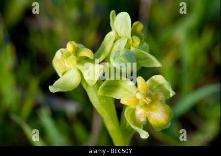 Bumblebee Orchidea (Ophrys bombyliflora), modulo bianco Foto Stock