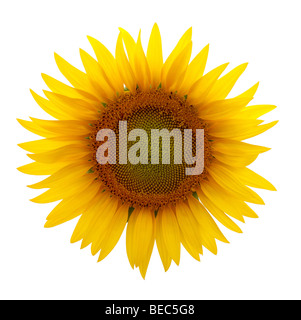 Girasole Foto Stock