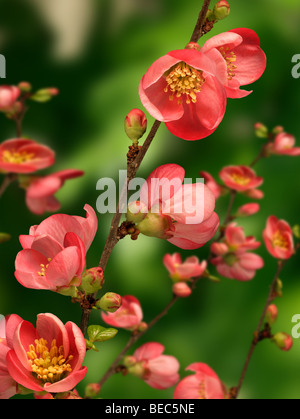 Chaenomeles close-up flower Foto Stock