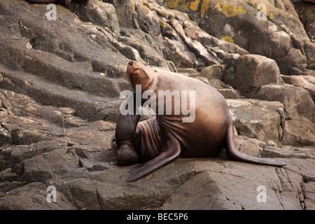 Stellar Sea Lion di graffiare il suo orecchio su una roccia in Canada Foto Stock