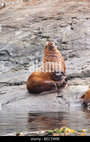 Stellare maschio di leone marino su una roccia in Canada Foto Stock