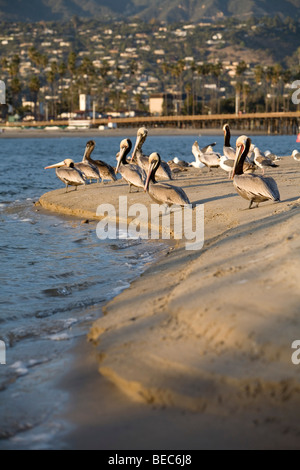 Gabbiani e Pellicani linea il litorale di Santa Barbara al tramonto. Foto Stock