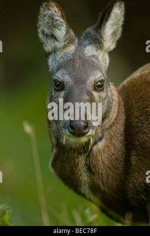 Siberiano Cervi muschiati (Moschus moschiferus) Foto Stock