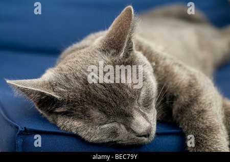 Close up di un sonno cat Foto Stock