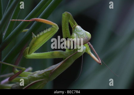 Mantid europea (mantide religiosa) - toelettatura stessa - Oregon - USA Foto Stock