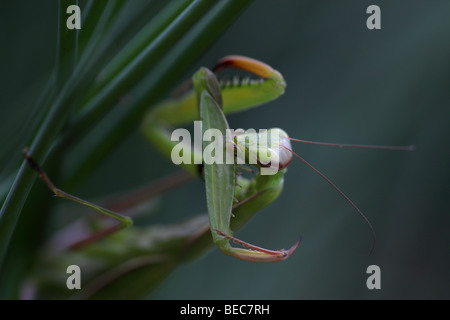 Mantid europea (mantide religiosa) - toelettatura stessa - Oregon - USA Foto Stock