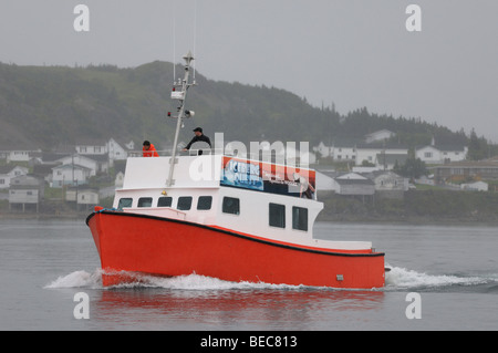 Red tour operator lasciando Twillingate porto nella nebbia mattutina Terranova Foto Stock