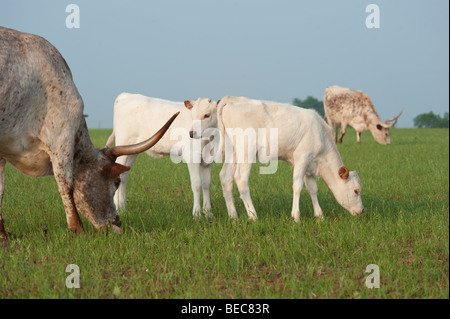 Texas Longhorn Vitelli Bovini pascolano nei pressi di mucca Foto Stock