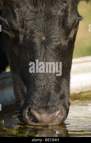 Angus bovini bere dal trogolo di acqua Foto Stock