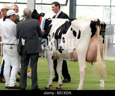 Bestiame bovino di caseificio giudicare al Royal Show di Melbourne, Australia Foto Stock