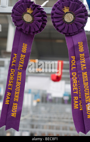 Nastri per campione di ram al Royal Show di Melbourne, Australia Foto Stock