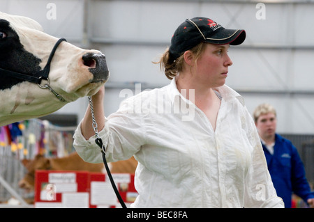 Bestiame bovino di caseificio giudicare al Royal Show di Melbourne, Australia Foto Stock