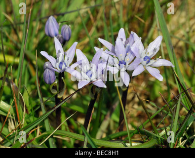 La molla Squill - Scilla verna Foto Stock