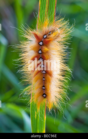 Caterpillar del platano moth Acronicta aceris retroilluminato Noctuidae Foto Stock